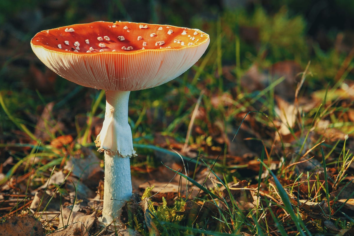 addictive mushrooms substance use disorder recovery treatment support southern california
