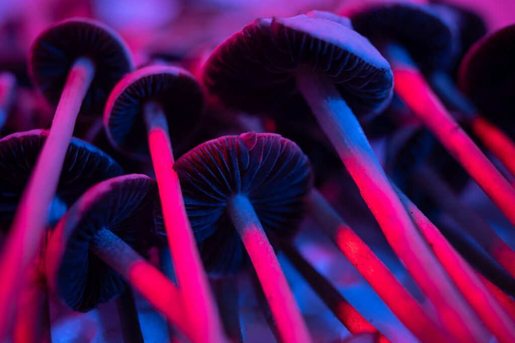 An image of magic mushrooms illustrating a discussion about magic mushrooms in California for substance use disorder recovery.